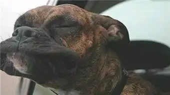 狗狗的表情秀,个个都是影帝