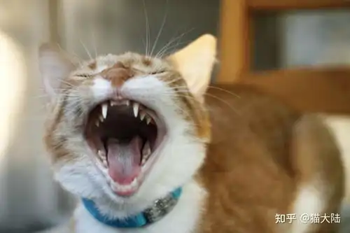 你家猫不吃猫粮,是这几种原因作怪,你知道吗