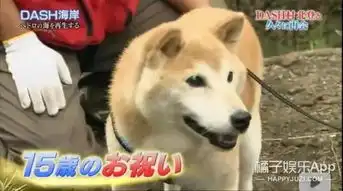 我的表情包柴犬去世了
