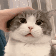 猫猫表情包猫猫能有什么坏心眼呢