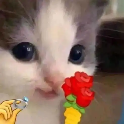 猫咪表情包今晚一起吃饭吗