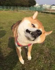 搞笑哈哈,柴犬,这白眼翻的没谁了