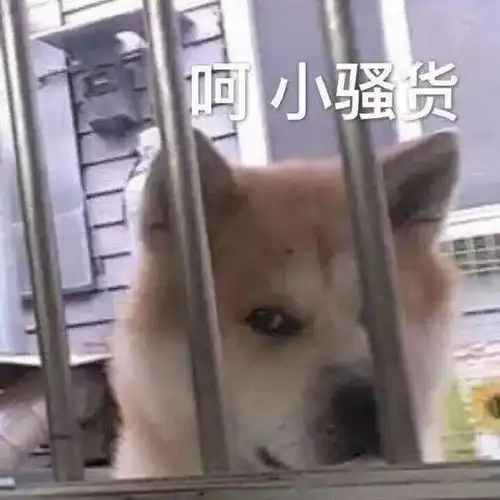 表情包,禁止做夜晚心碎小狗