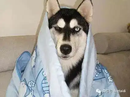 给你100个养狗的理由