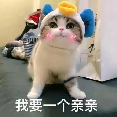 猫咪表情包你成功引起了我的注意养猫