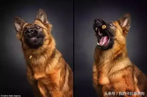 不注意这几点,买狗肯定被坑