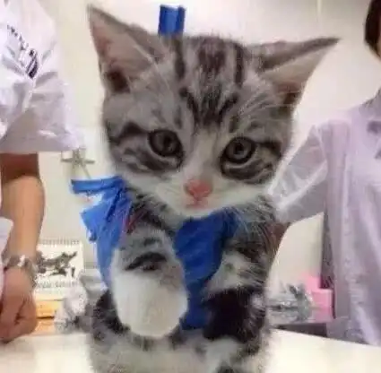 小奶猫摔骨折了,医生帮它把爪爪吊起来,委屈巴巴的模样心都酥了