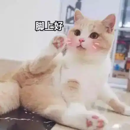 猫咪表情包天冷了,可以给个抱抱吗