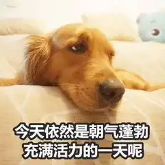 高校禁烟表情包金毛