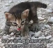 小奶猫超凶表情包喵喵超凶表情包下载乐游网游戏下载