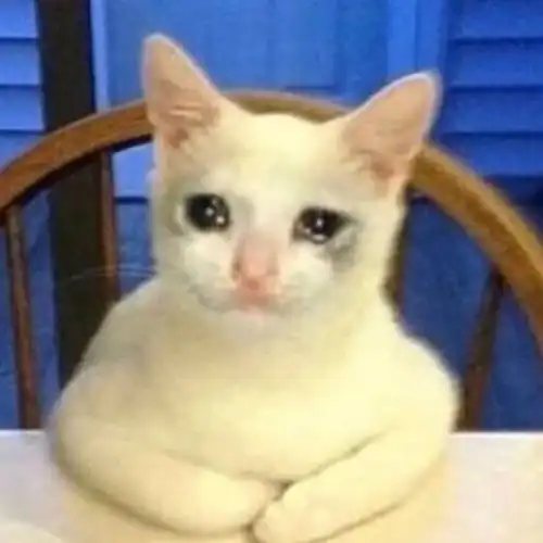 流泪猫猫头表情包最全