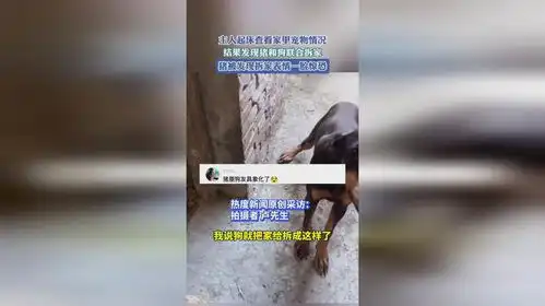 主人起床查看家里宠物情况,结果发现猪和狗联合拆家,猪被发现拆家表情一脸惊恐