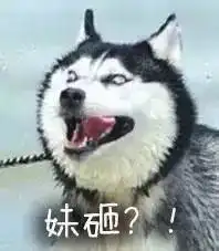 哈士奇表情包