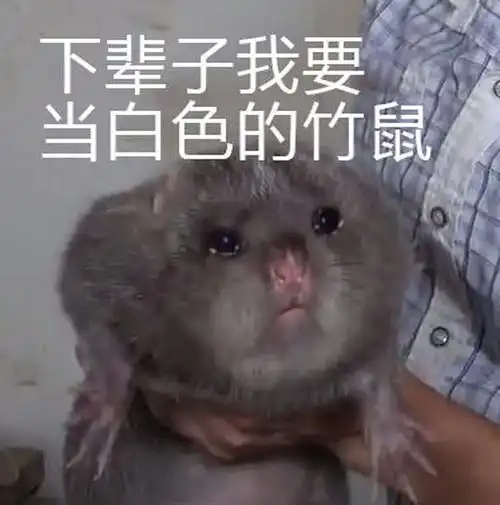 新晋网红竹鼠表情包,先到先得