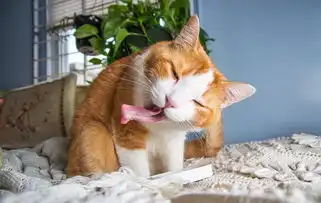 猫咪吃猫薄荷表情大合集吐舌打滚超可爱8483476教育图片库大视野