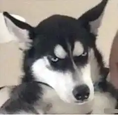妈我要看书啦