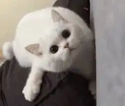 主人最爱的他她它