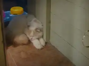 传说中的猫岛厦门鼓浪屿
