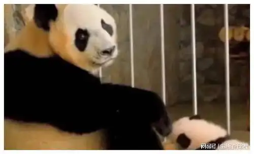 自从生了娃,熊猫妈妈就是这种表情,超级搞笑