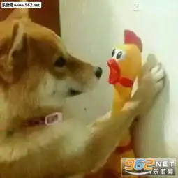 你见过坏笑的狗狗吗表情包霸道狗裁壁咚你表情包下载乐游网游戏下载