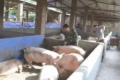别看你养猪,但可能不知道这几个窍门