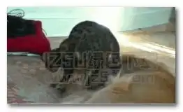 有一个调皮的女朋友是一种什么样的体验表情图片有一个调皮的女朋友是一种什么样的体验表情包完整版jz5u绿色下载站