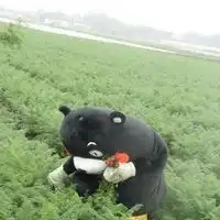 表情包头像无字可爱微信头像图片大全