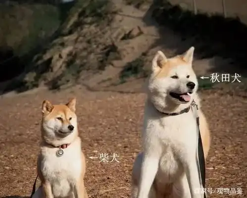 搞笑表情包肌肉柴犬勾拳