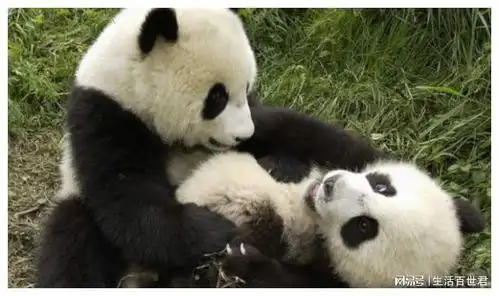 自从生了娃,熊猫妈妈就是这种表情,超级搞笑
