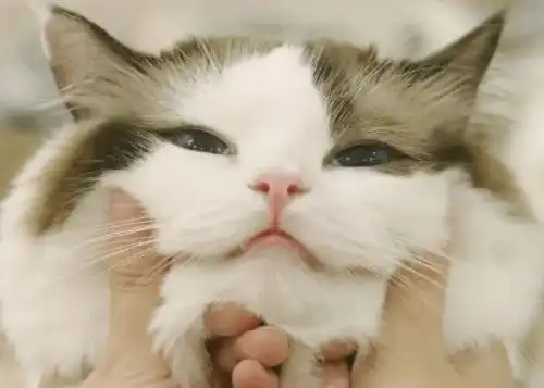 便宜的猫粮猫吃了容易胖吗