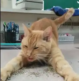 猫咪吃食物姿势太魅惑,看到主人笑得这么奸诈,猫咪一脸黑线