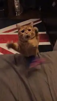 网友拍下了逗猫咪时的搞笑瞬间,这表情二到家了啊