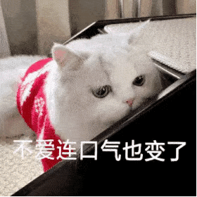 表情包小猫咪表情,比心