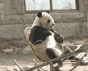 笑了三天三夜,不发出来都对不起大家