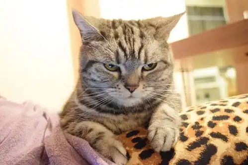 猫咪顶着困意怒视铲屎官,几秒后却趴下睡觉,前后反差萌翻网友