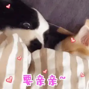 有没有给女朋友亲亲的表情包