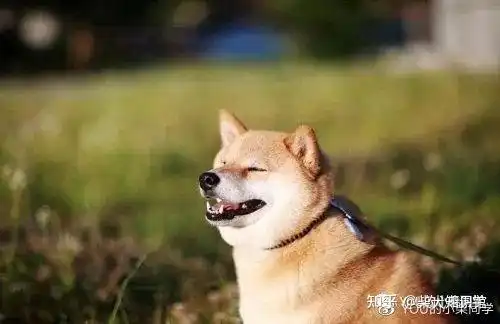 柴犬最全性格分析,这样的柴犬你喜欢吗