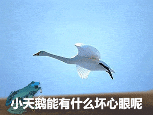 小猫咪能有什么坏心眼呢又不是故意的