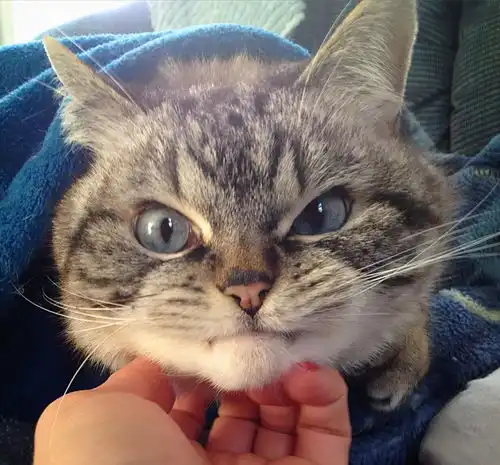 最不乖的几种猫咪,你家猫也在其中