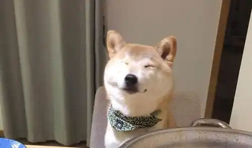 博主发图说在家里吃火锅用清水给柴犬芋圆涮肉热评这口锅有尿