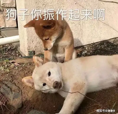 搞笑表情包图片好友列表怎么不响