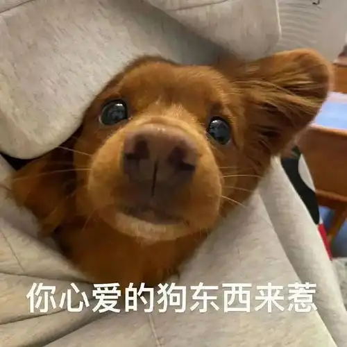 搞怪实用表情包9.13