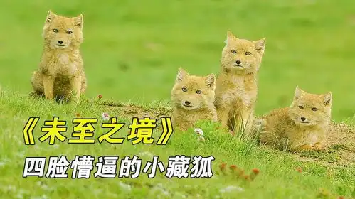 藏狐爸爸饿到吃土,却养活了四个孩子,藏原羚竟能用屁股比心