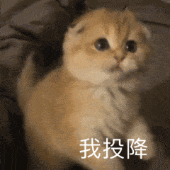 我真不是微亚,你认错人了第275期喵表情