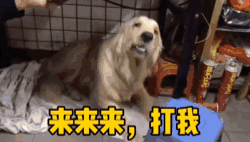 ins表情包推荐