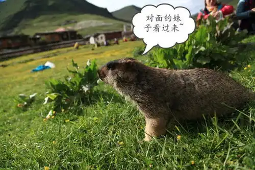 雪猪子的自然天堂莫斯卡