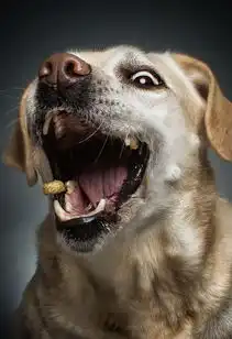 德摄影师捕捉狗狗空中接食搞笑表情