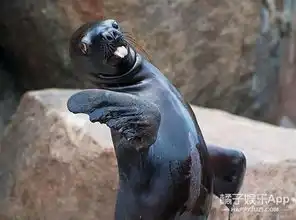 能不能好好拍照了,都是动物界表情包典范啊