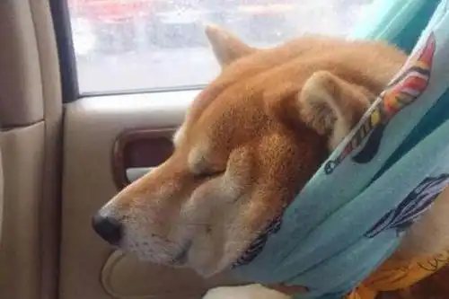 柴犬聪明起来有多聪明傻起来有多傻