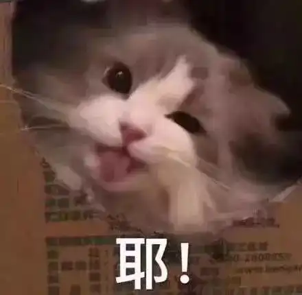 撒娇专用的猫咪表情包